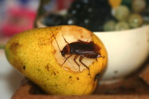 pattersons_coackroach-web