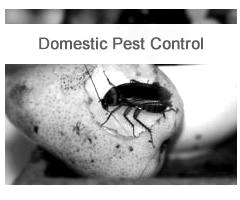 commercial_pest_control_melbourne-blackwhite.jpg