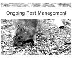 ongoing_pest_management_melbourne-blackwhite.jpg